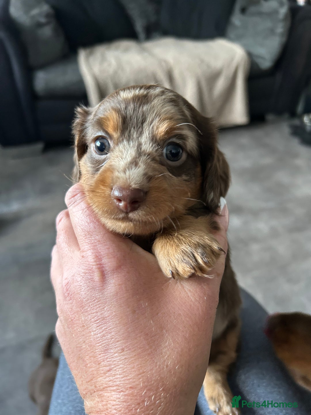 Miniature Dachshund dogs for sale: Chocolate Tan/dapple Miniature Dachsund - Image 34