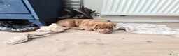 Mixed Breed dogs for sale: Husky x Staffy/Mastiff  - Advert 12