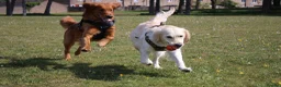 Golden Retriever dogs for stud: KC Golden Retriever Stud | DNA Clear - Advert 2