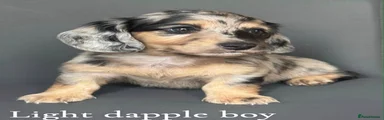 Light dapple boy Miniature Dachshund 1 