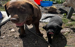 Labrador Retriever dogs for sale: Chunky black little man ready now  - Image 7