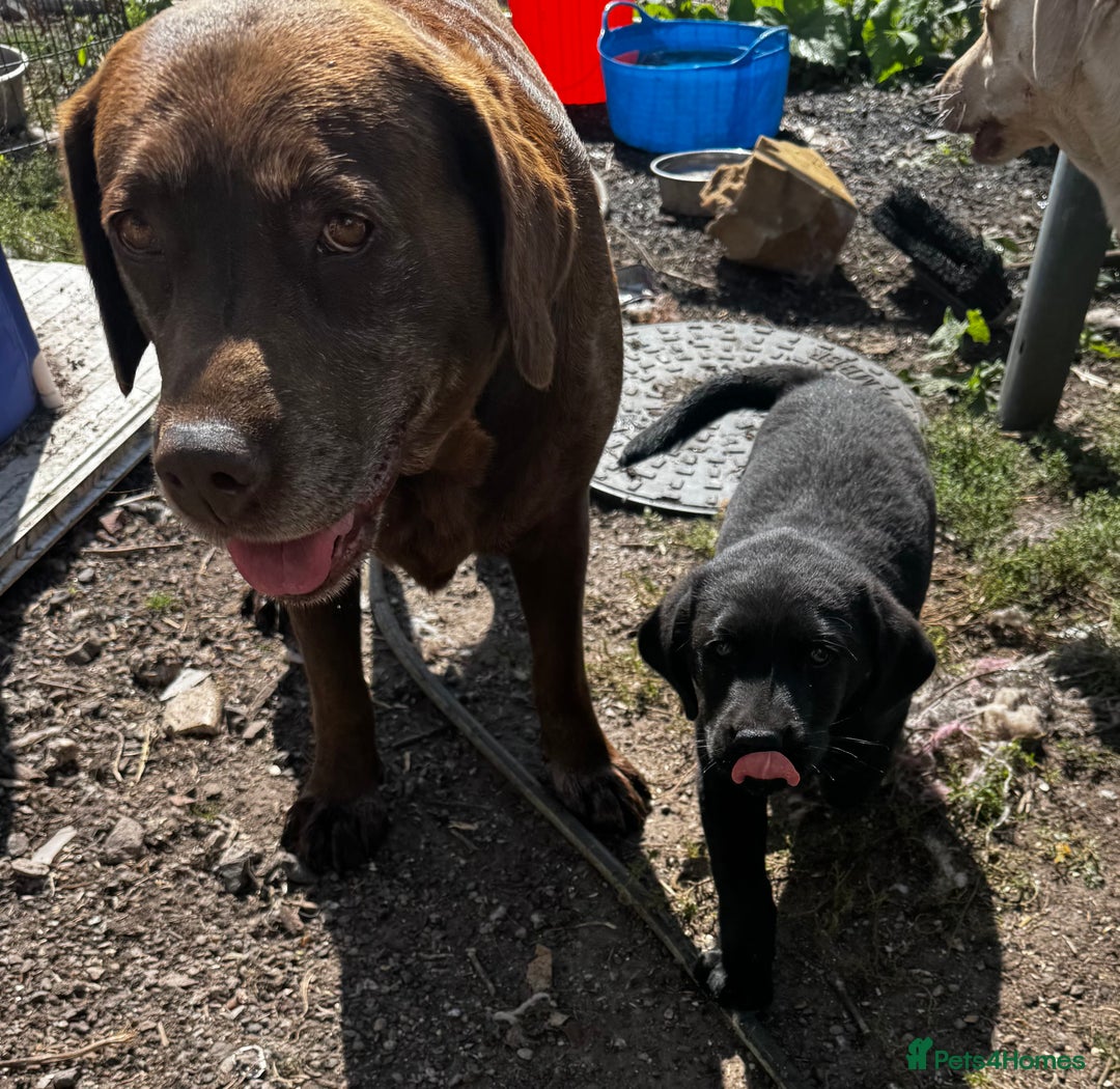 Labrador Retriever dogs for sale: Chunky black little man ready now  - Image 7