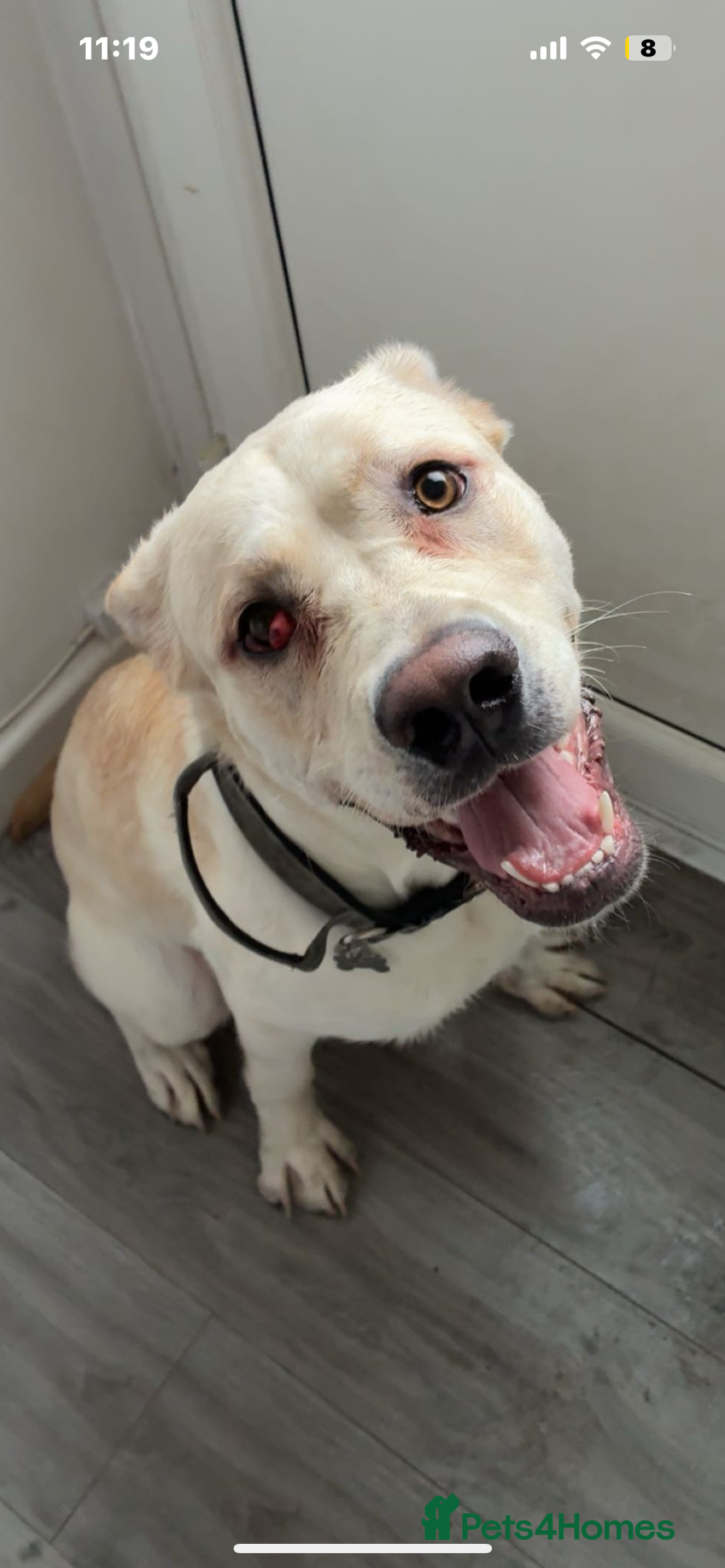 Mixed Breed dogs for sale: Marley for sale - Advert 3