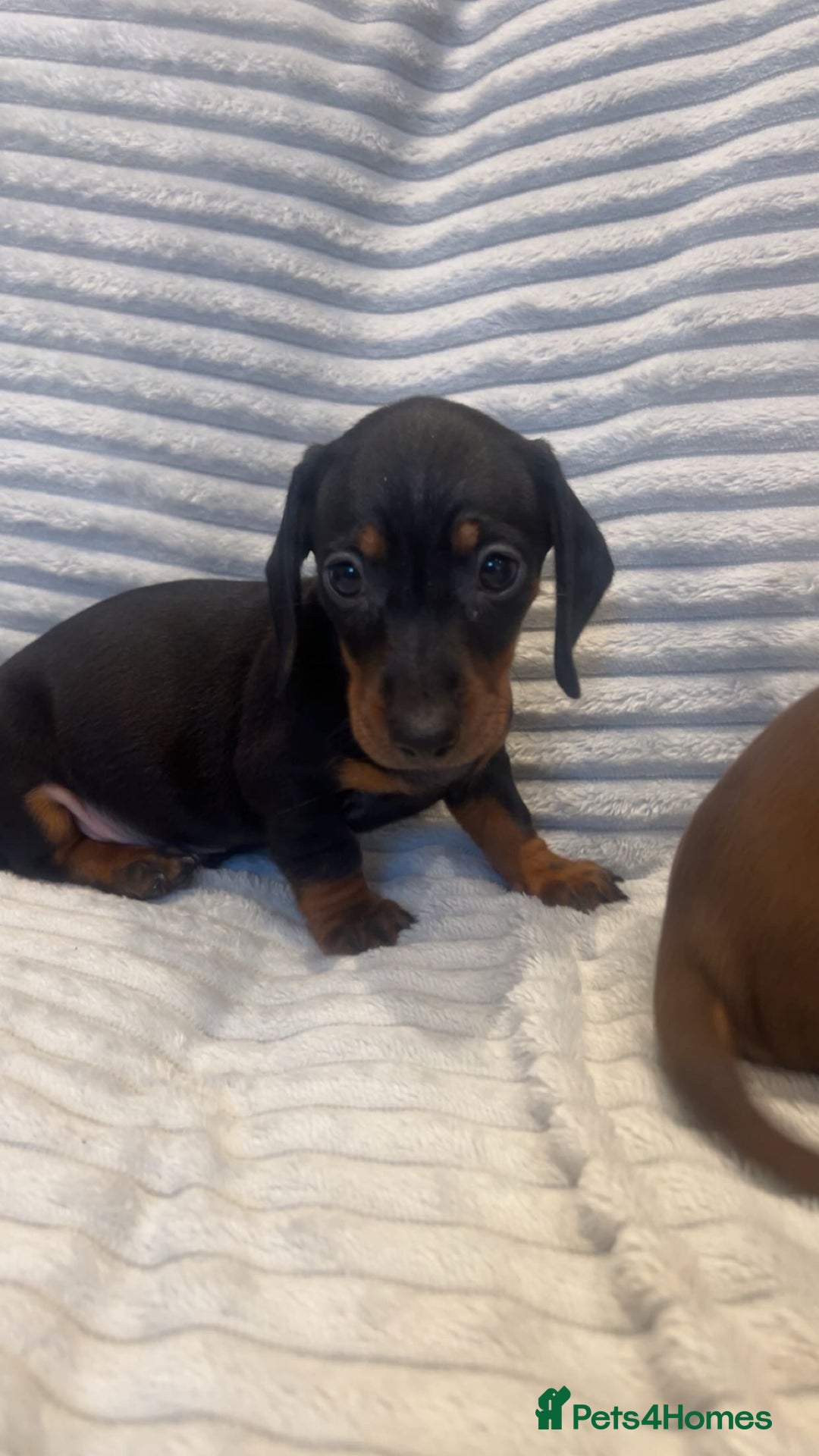 Miniature Dachshund dogs for sale: Minatures dachounds - Advert 17