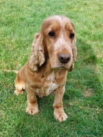 Cocker Spaniel dogs - Advert 2