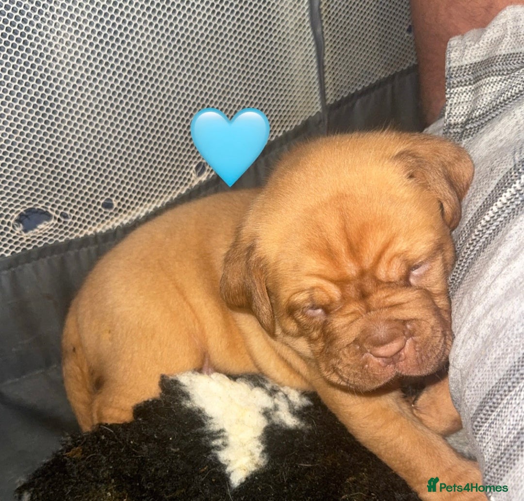 Dogue De Bordeaux dogs for sale: (REDUCED) kc registered champ blood ddb puppies  - Advert 5