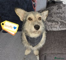 Mixed Breed dogs 💙🐶SCRUFFY- A LITTLE LAD WITH A BIG HEART 💙🐶 - Advert 4