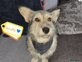 Mixed Breed dogs - Advert 5