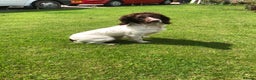 English Springer Spaniel dogs for stud:  FTAW PROVEN health tested strong stud dog  in Chesterfield - Advert 2