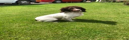 English Springer Spaniel dogs for stud:  FTAW PROVEN health tested strong stud dog  in Chesterfield - Advert 2