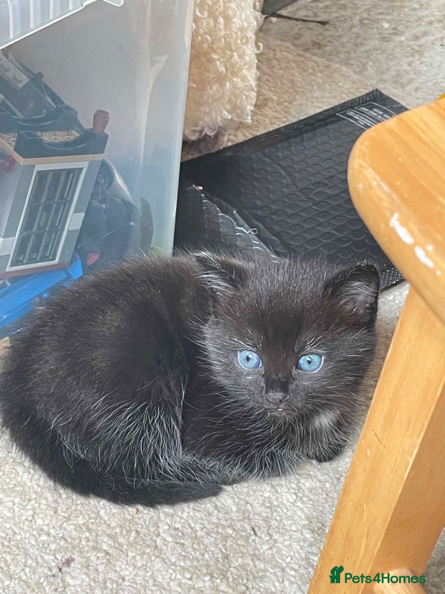 Mixed Breed cats for sale: Part bengal kittens  - Advert 14