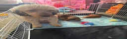 Cockapoo dogs for sale: Toy poodle puppys in Winchester - Advert 10