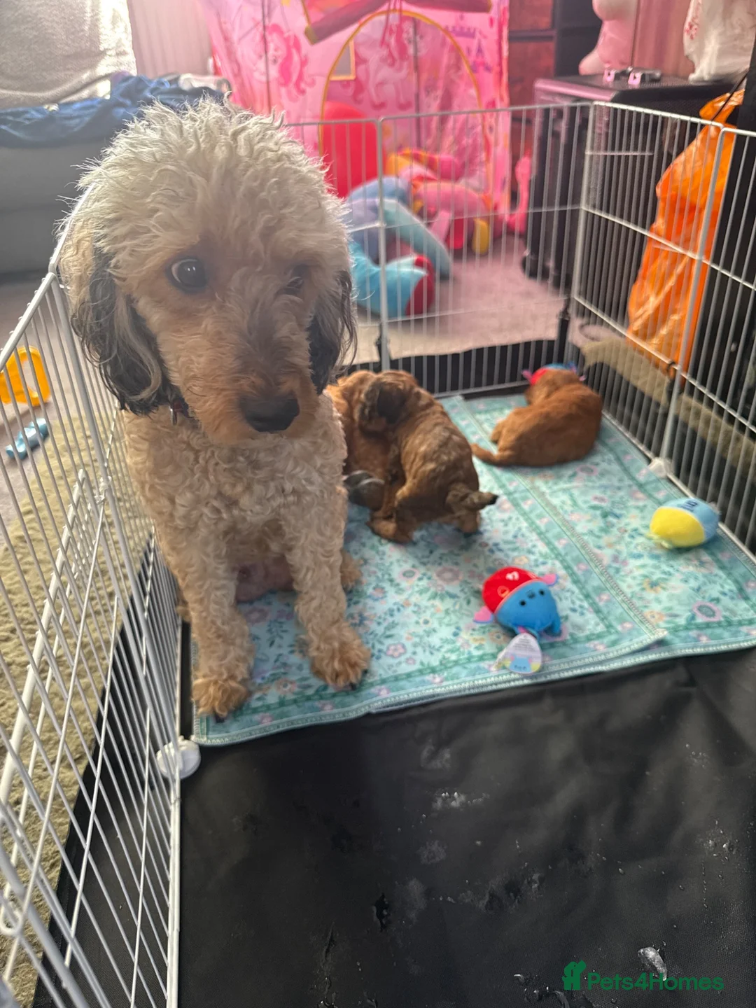Cockapoo dogs for sale: Toy poodle puppys in Winchester - Advert 10