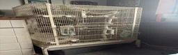 Rat rodents for sale: Rats for rehoming in Wolverhampton - Advert 2