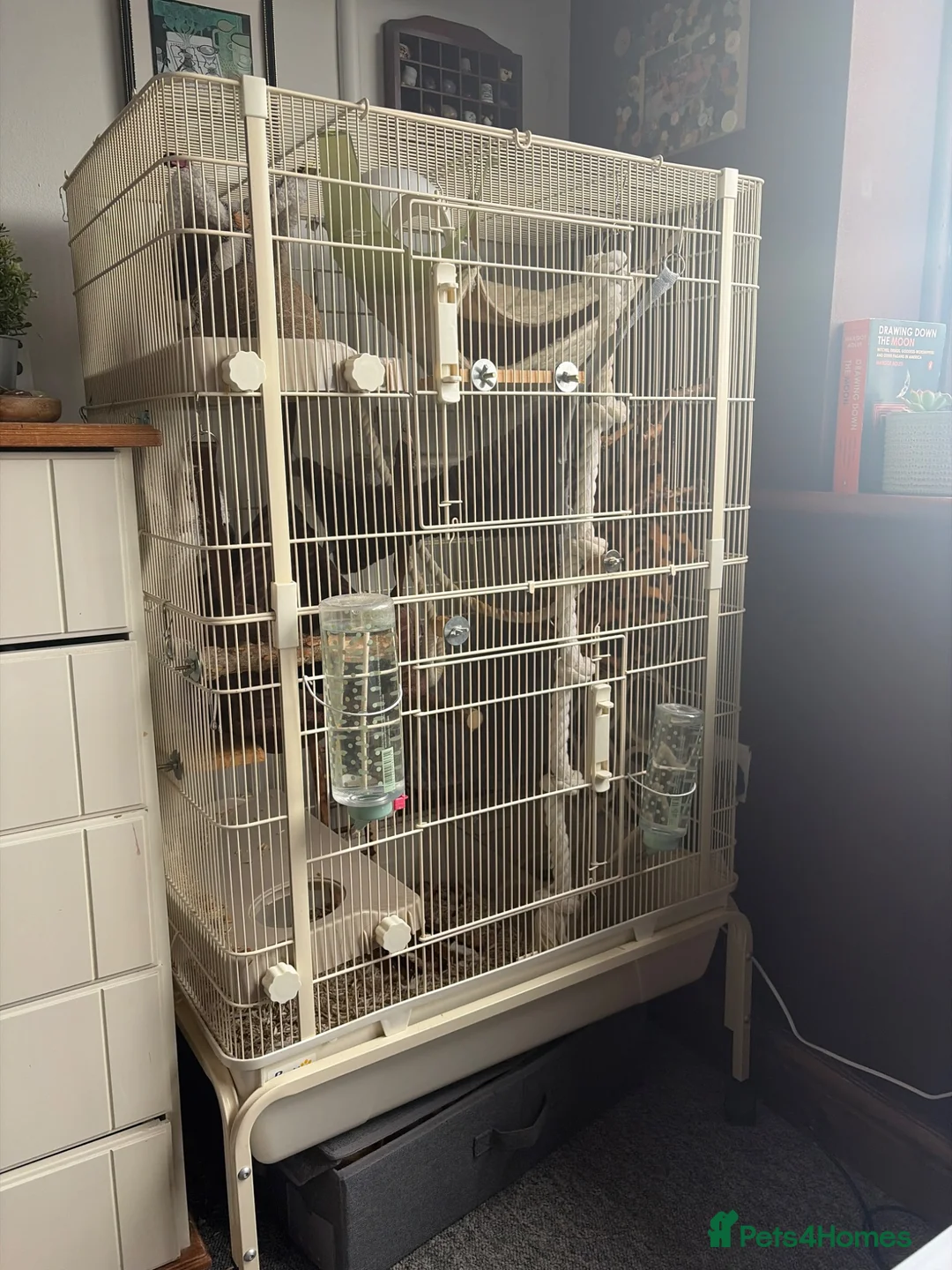 Rat rodents for sale: Rats for rehoming in Wolverhampton - Advert 2