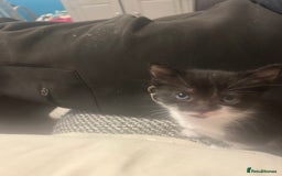 Domestic Shorthair cats for sale: 2 gorgeous female kittens - Image 4