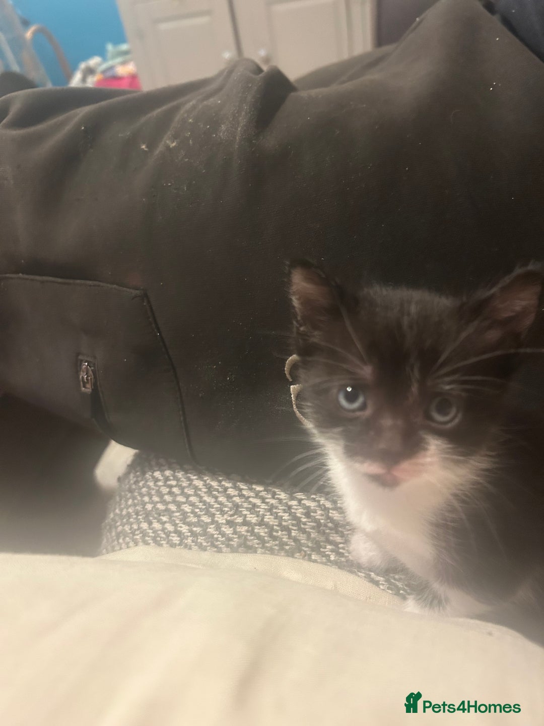 Domestic Shorthair cats for sale: 2 gorgeous female kittens - Image 4
