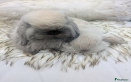 Mini Lop rabbits for sale: Miniature lop rabbits - 2 males - Image 2
