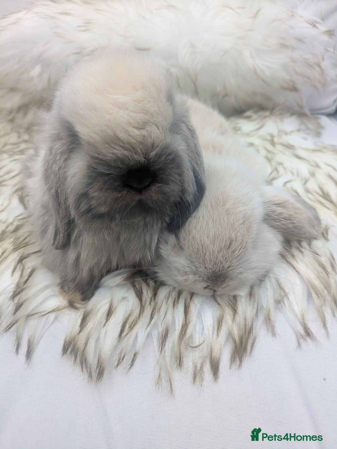 Mini Lop rabbits for sale: Miniature lop rabbits - 2 males - Image 2