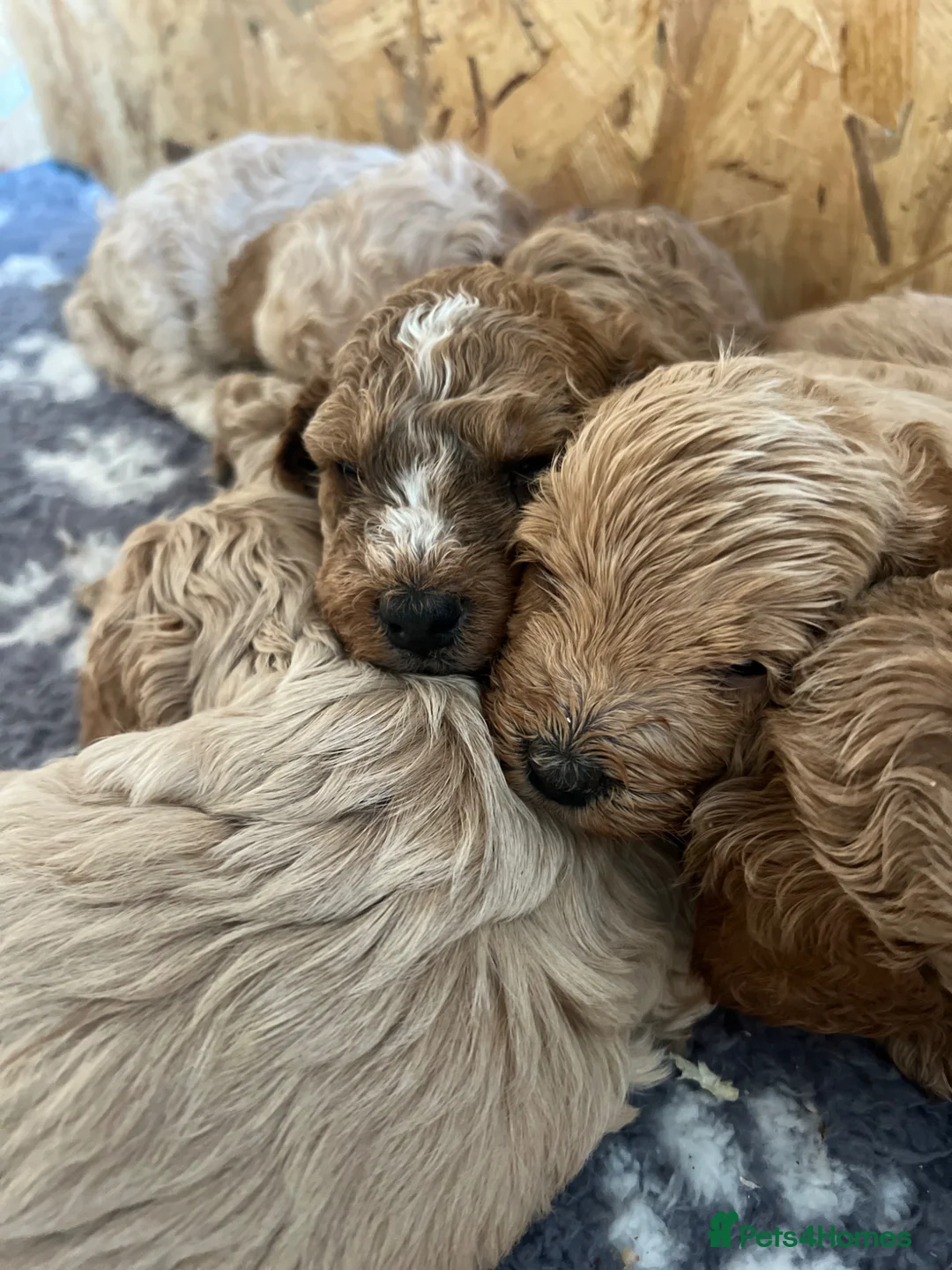 Cockapoo dogs for sale: Cockapoo F1b Puppies  - Advert 1