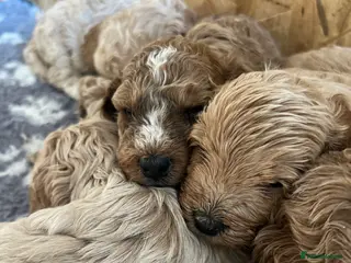 Cockapoo dogs Cockapoo F1b Puppies - Advert 12