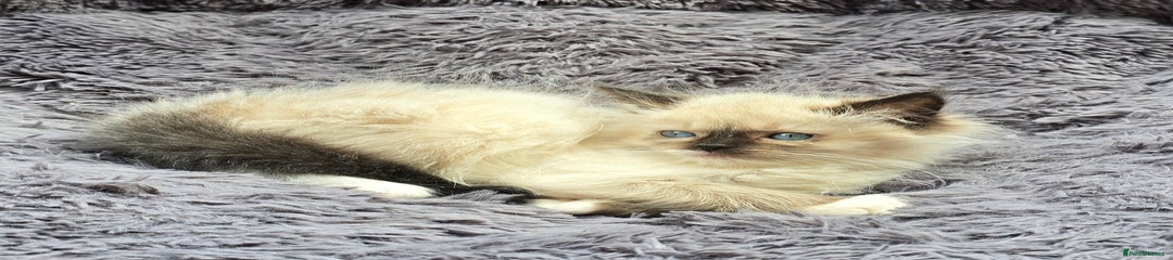 Ragdoll Kitten 3