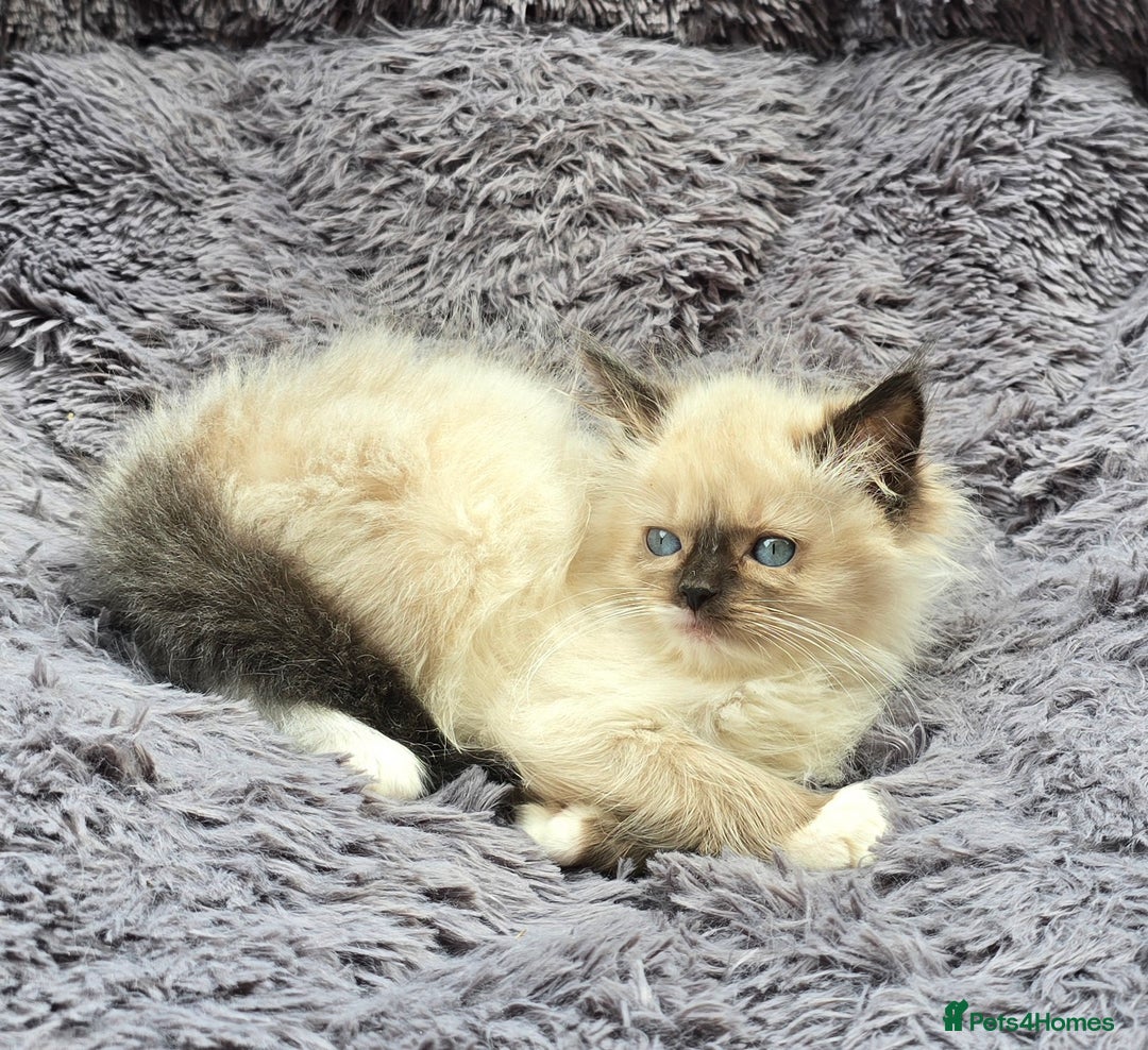 Ragdoll cats for sale: GCCF registered Ragdoll kittens  - Image 18