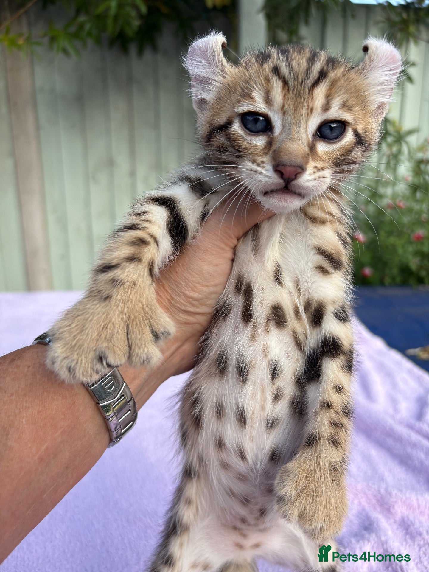 Keetso cats Stunning wild looking polydactyl curl ear keetsos  - Advert 1
