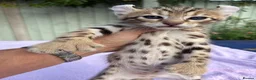 Keetso cats for sale: Stunning wild looking polydactyl curl ear keetsos  - Advert 1