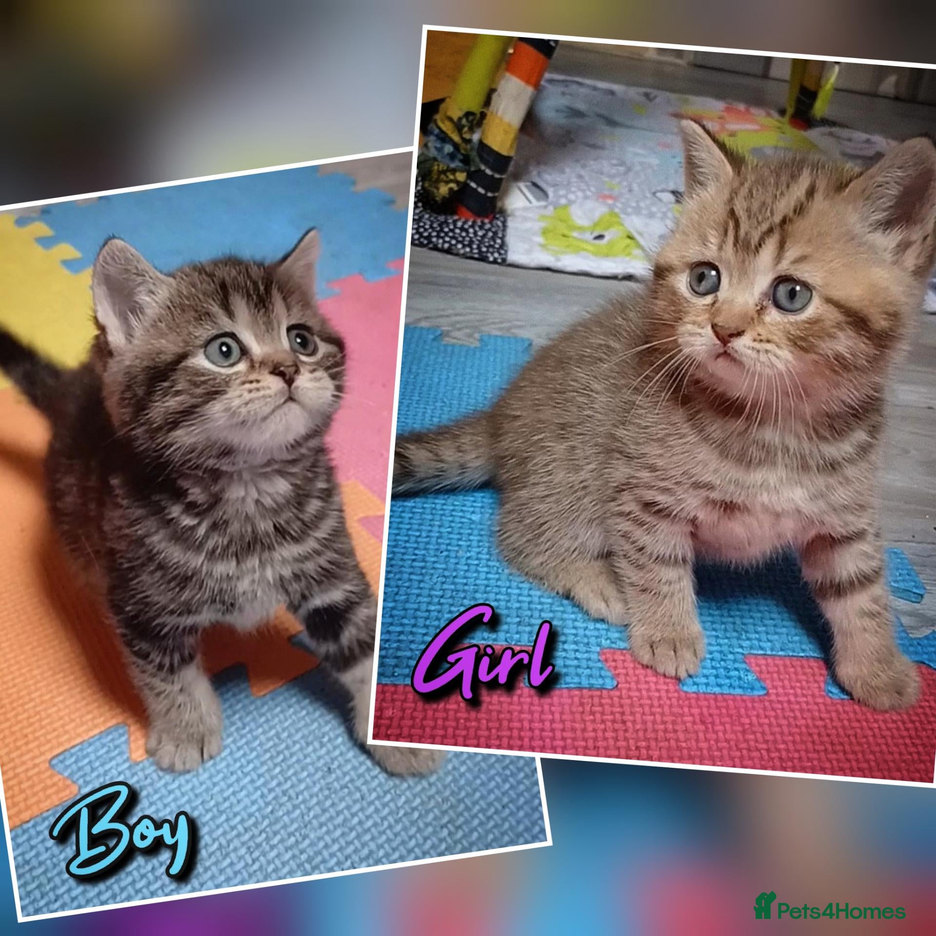 British Shorthair cats British kittens  - Advert 5