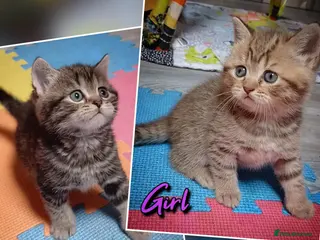 British Shorthair cats British kittens - Advert 5