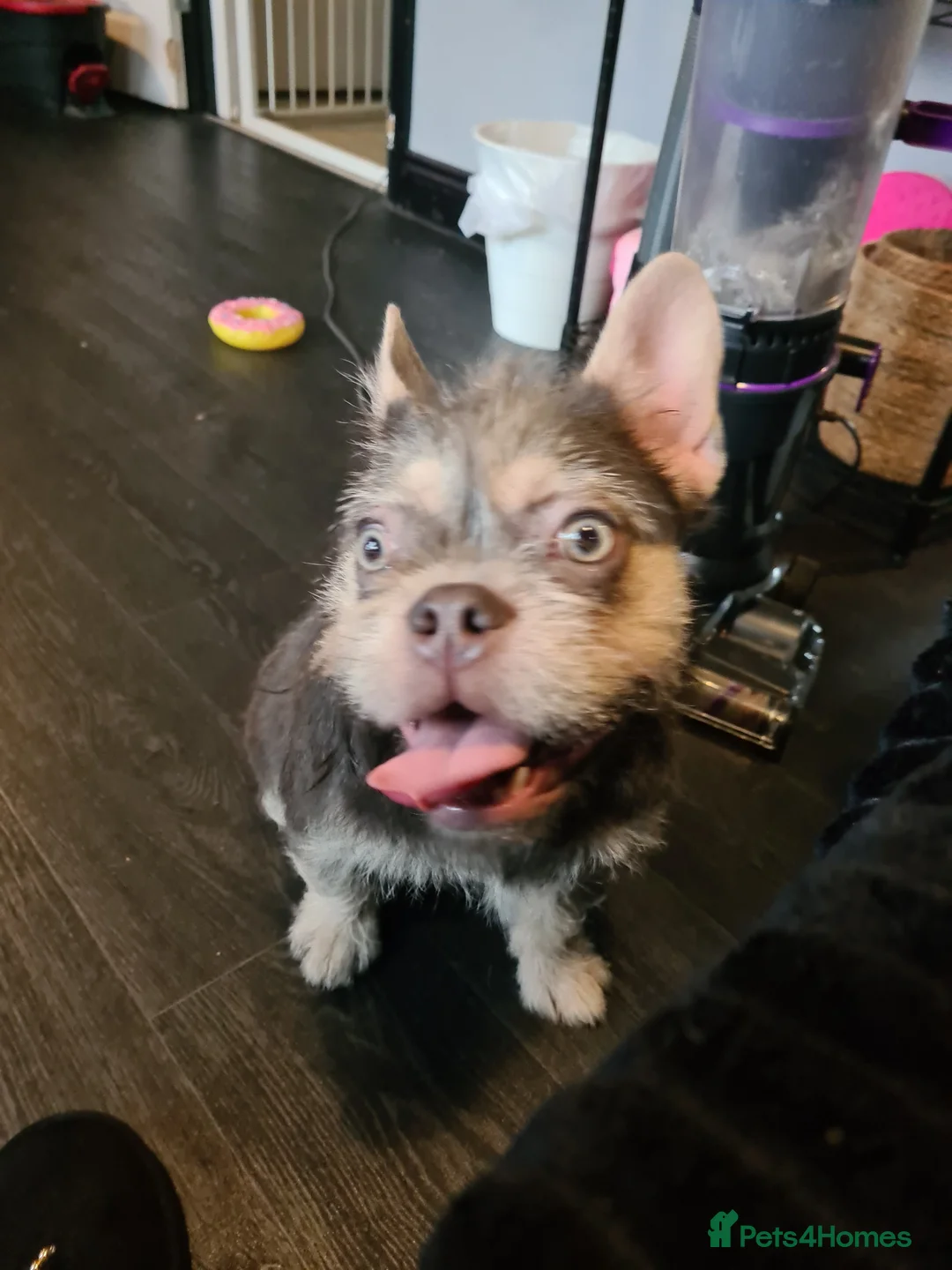 French Bulldog dogs for sale: Furnished french bulldog puppies  - Advert 14