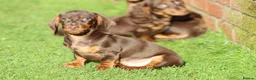 Dachshund dogs for sale: MINIATURE DACHSHUND PUPPIES FOR SALE - Advert 25