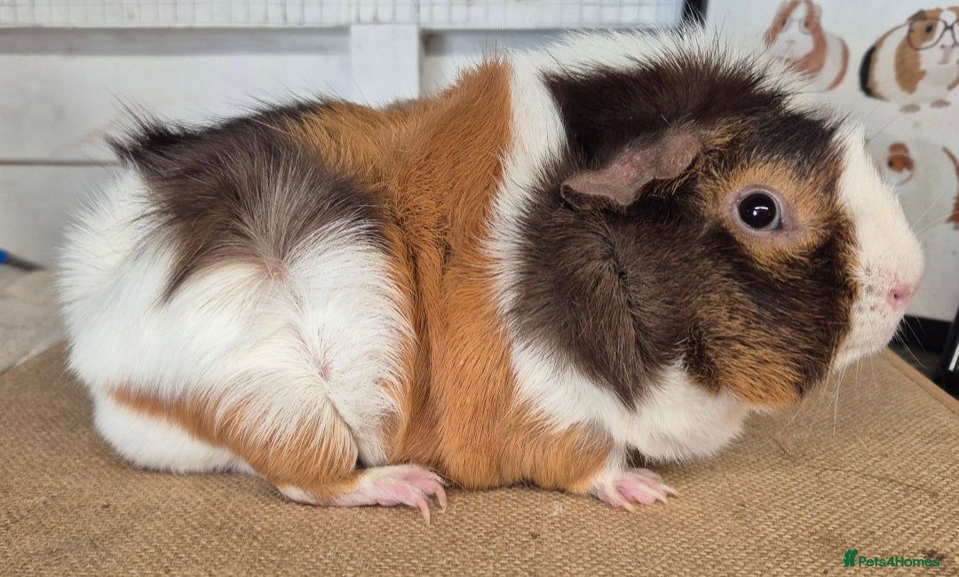 Guinea Pig rodents for sale: Bonded pairs of guinea pigs - Image 3