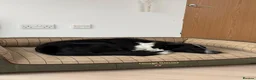 Border Collie dogs for sale: Arya  - Advert 2
