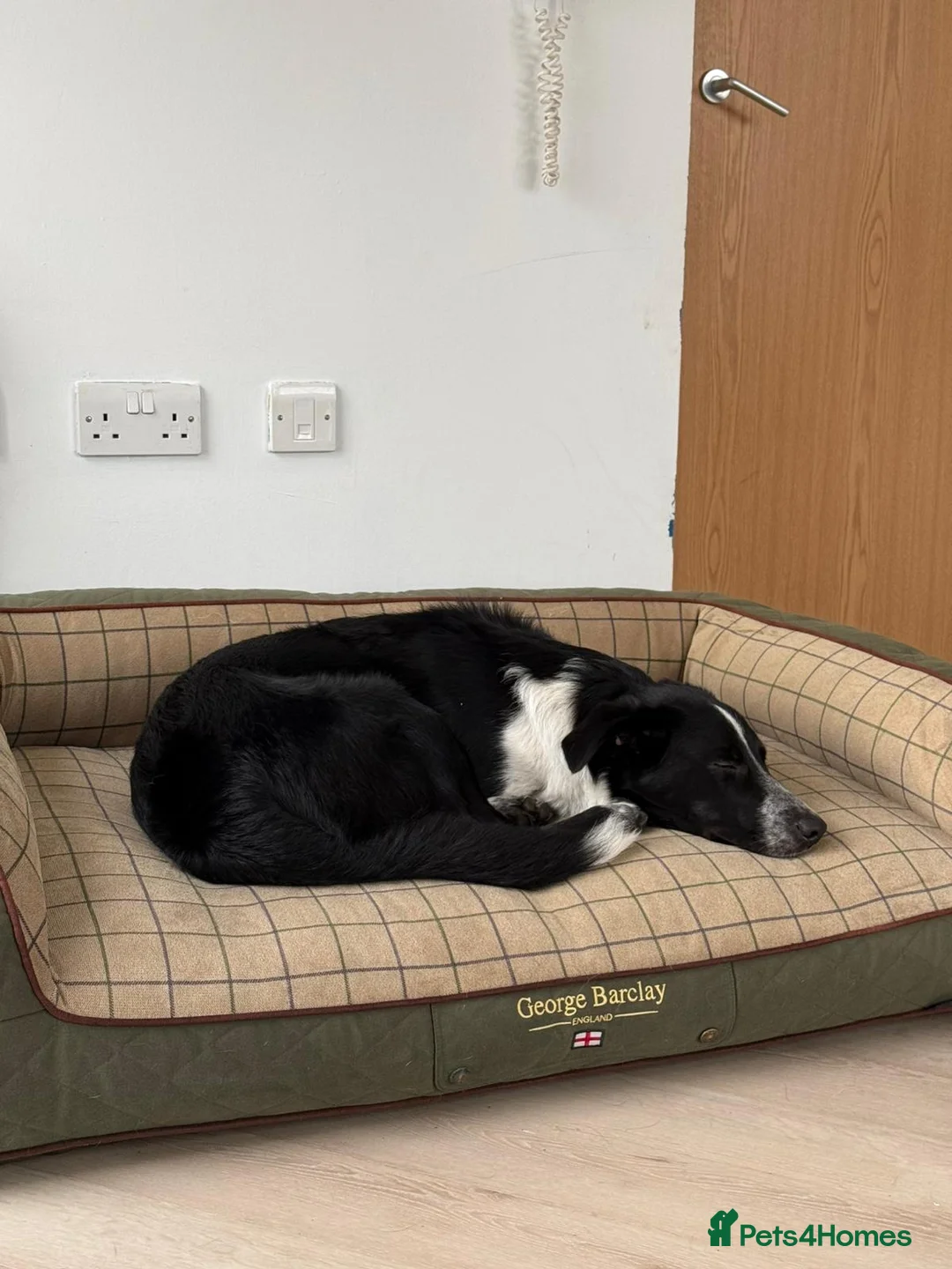 Border Collie dogs for sale: Arya  - Advert 2