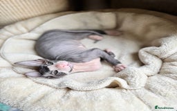 Sphynx cats for sale: Don Sphynx Kittens - Image 21