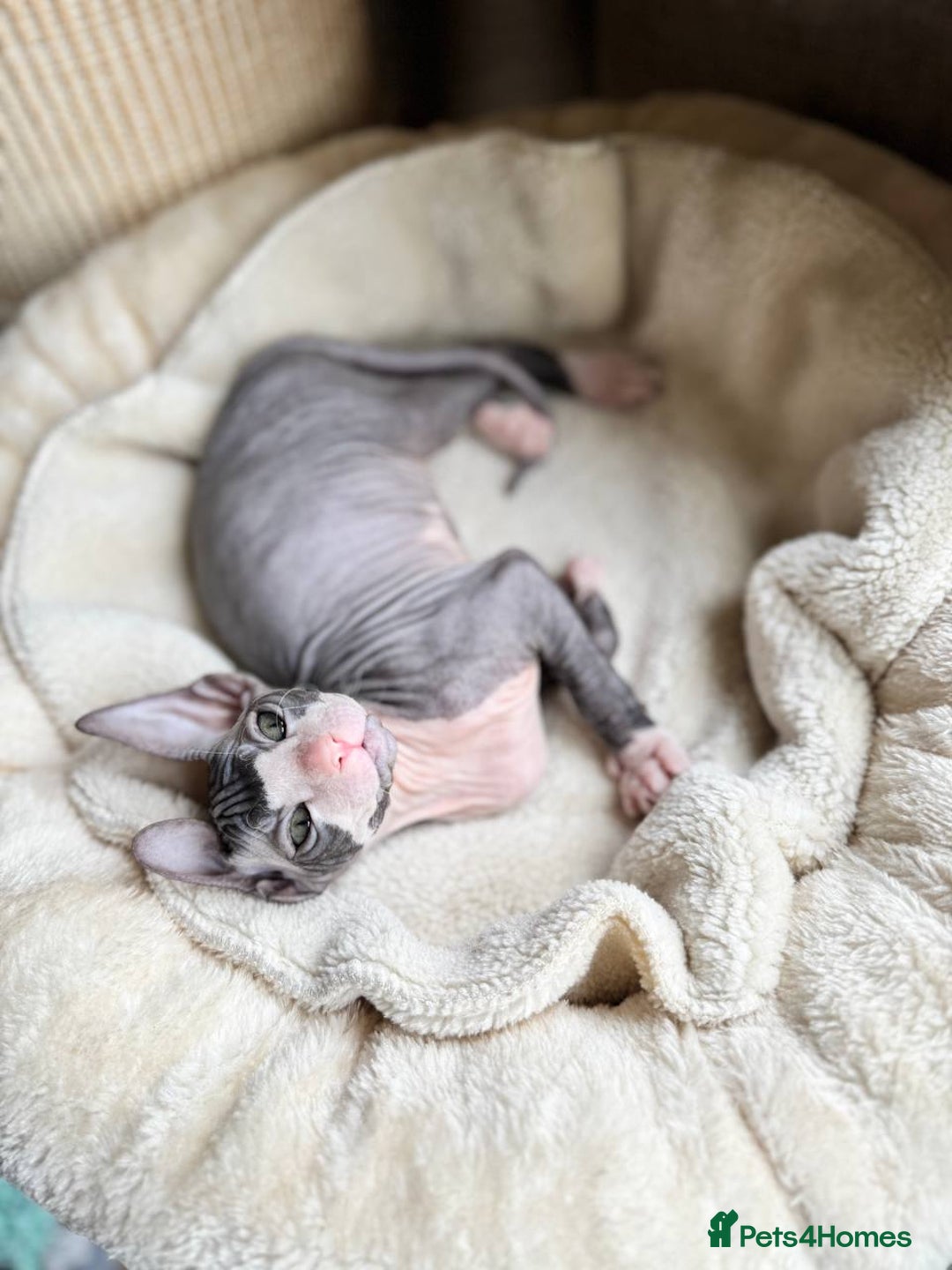 Sphynx cats for sale: Don Sphynx Kittens - Image 21