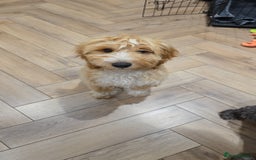 Cockapoo dogs for sale: 7 month old Benson  - Advert 2