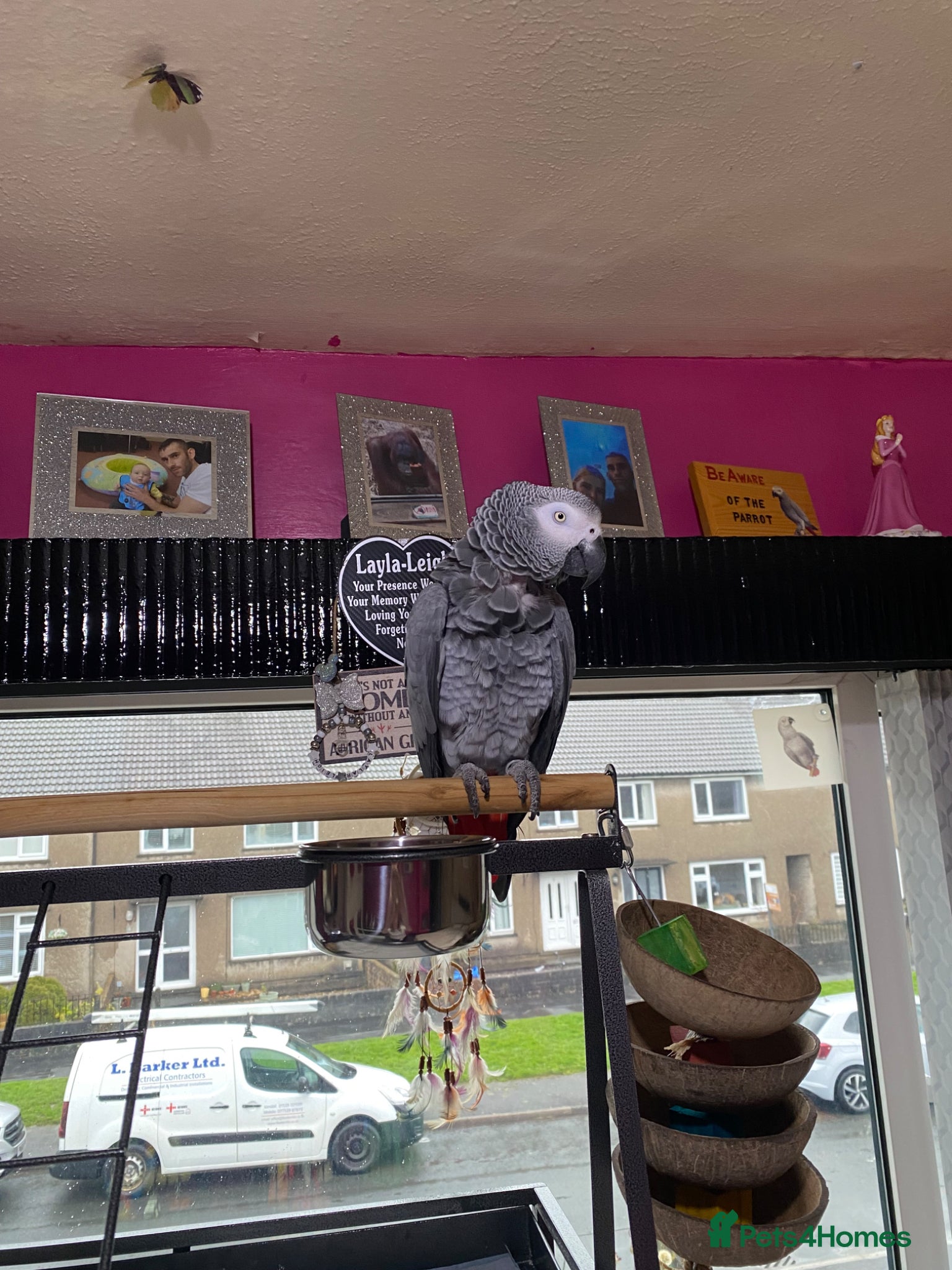 Parrots birds Tame female African grey - Advert 1