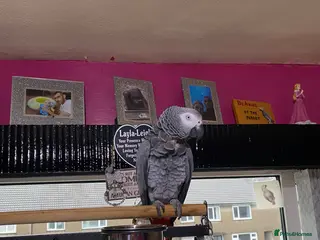 Parrots birds Tame female African grey - Advert 1
