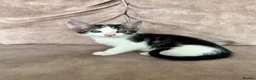 Mixed Breed cats for sale: Beautiful playful kittens - Advert 12