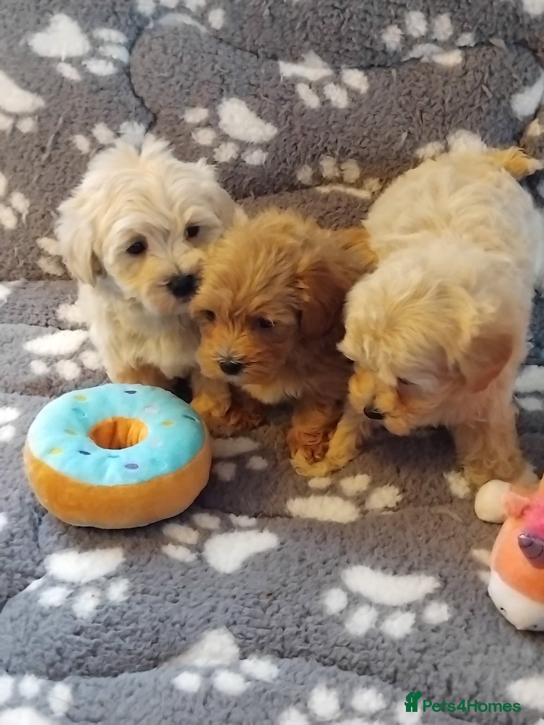 Maltipoo dogs for sale: Maltipoo puppies  - Advert 2