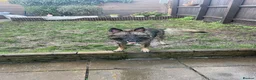 German Shepherd dogs for sale: Female german shepherd  in Derby - Advert 10