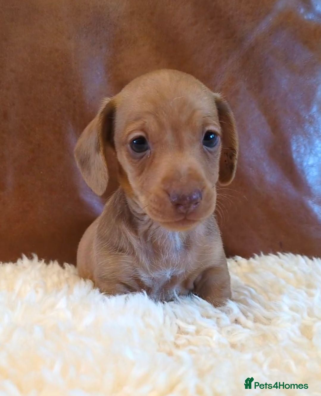 Miniature Dachshund dogs Gorgeous Miniature Dachshund Puppies - Advert 1