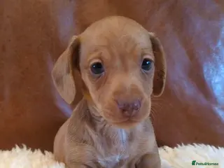 Miniature Dachshund dogs Gorgeous Miniature Dachshund Puppies - Advert 7