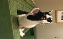 Domestic Shorthair cats for sale: Please help rehome Gary my ten your old pal. - Image 2