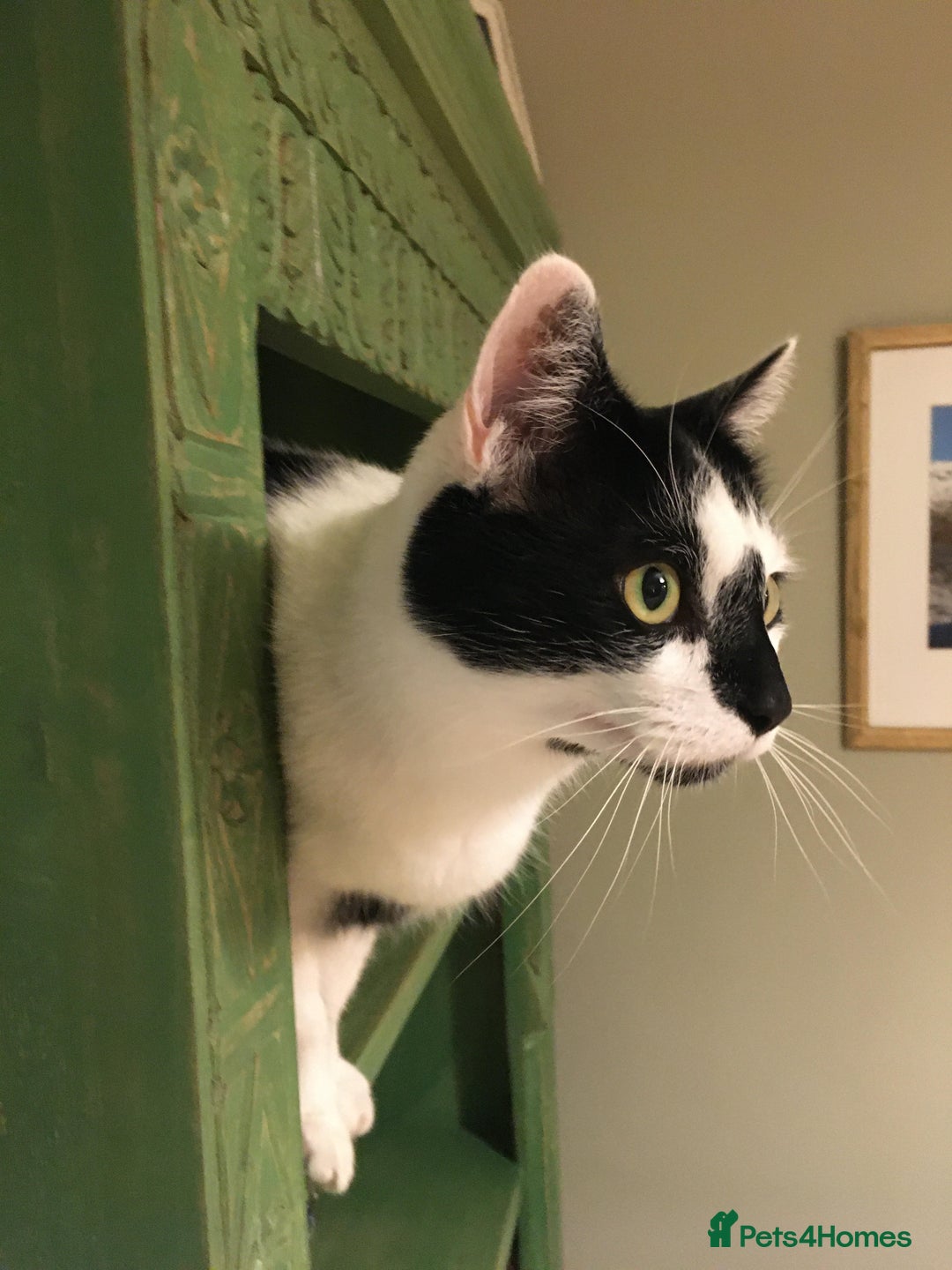 Domestic Shorthair cats for sale: Please help rehome Gary my ten your old pal. - Image 2