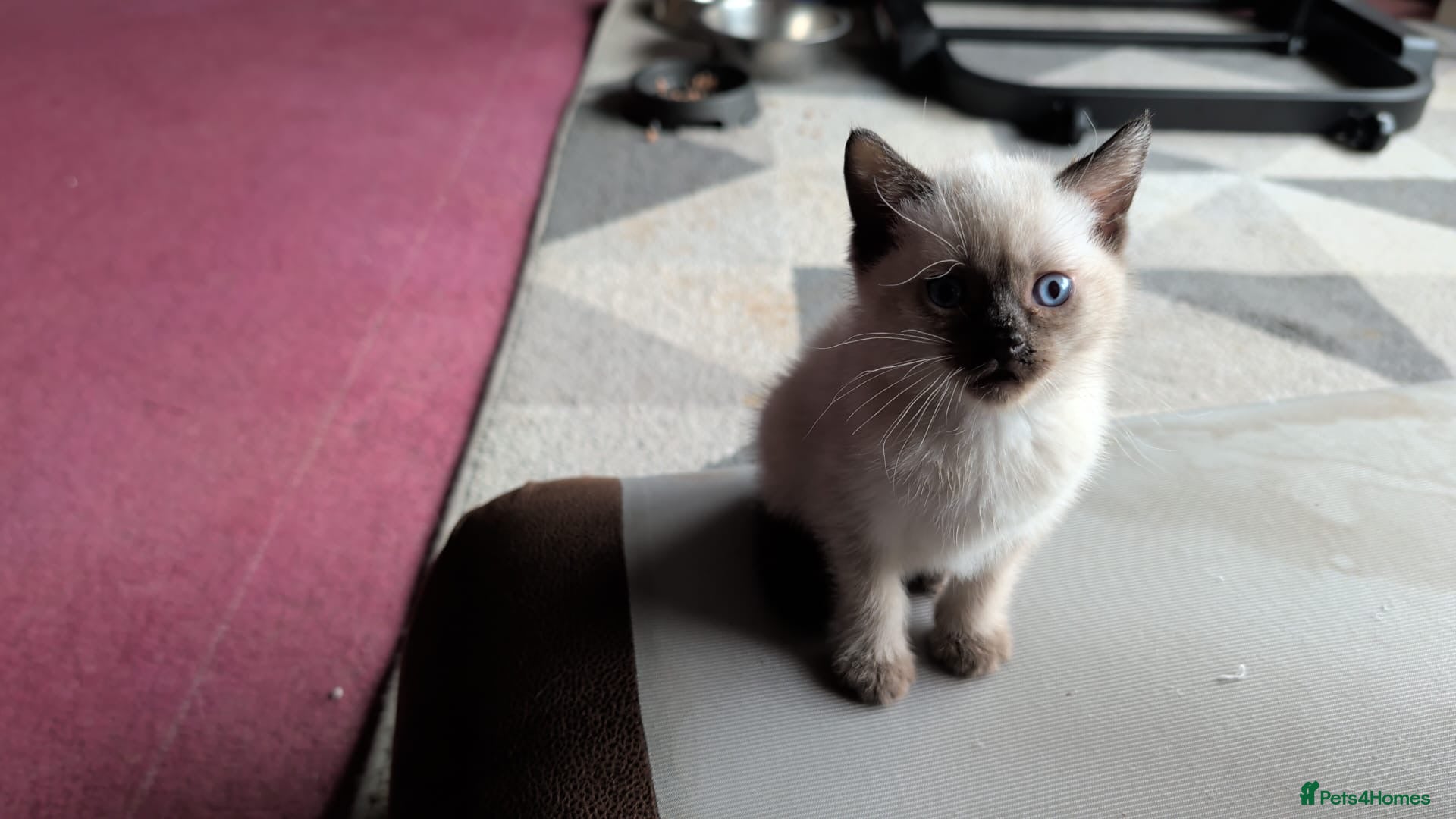 Mixed Breed cats for sale: Siamese Cross Ragdoll kittens plus black/white - Advert 4