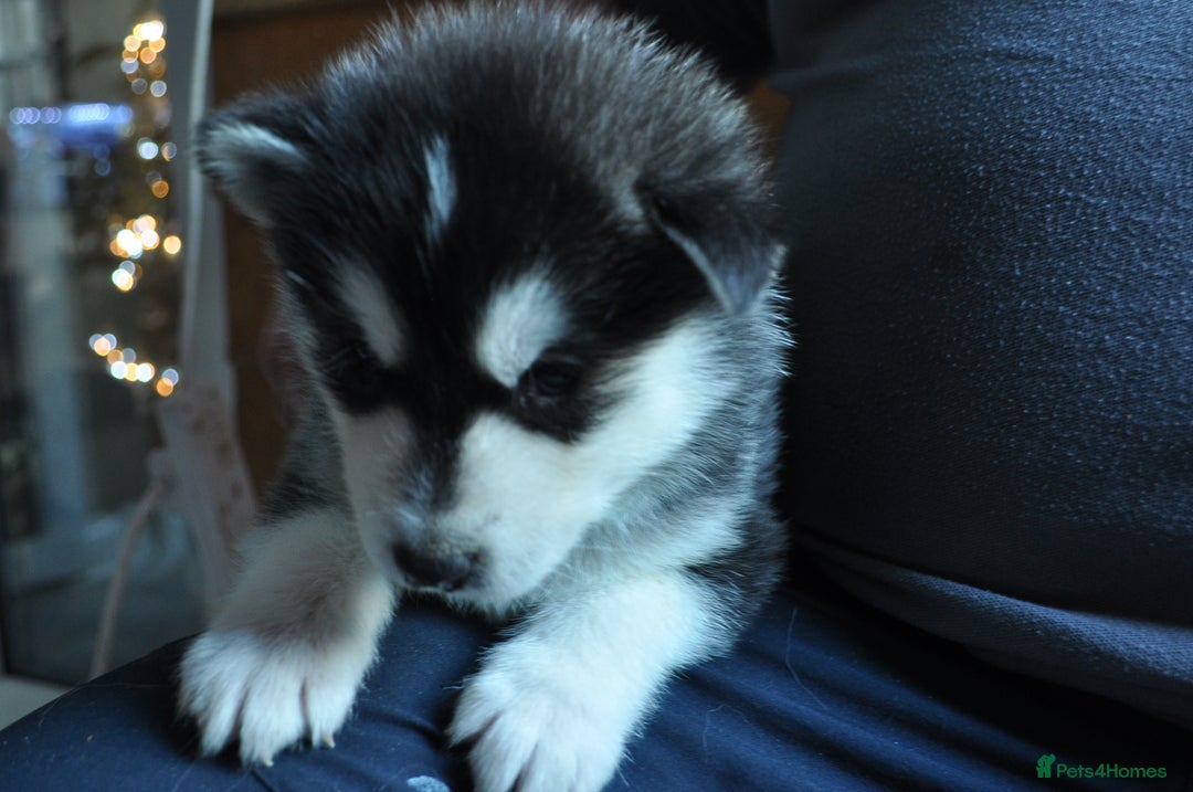 Alaskan Malamute dogs for sale: Alaskan Malamute Puppies - Advert 33